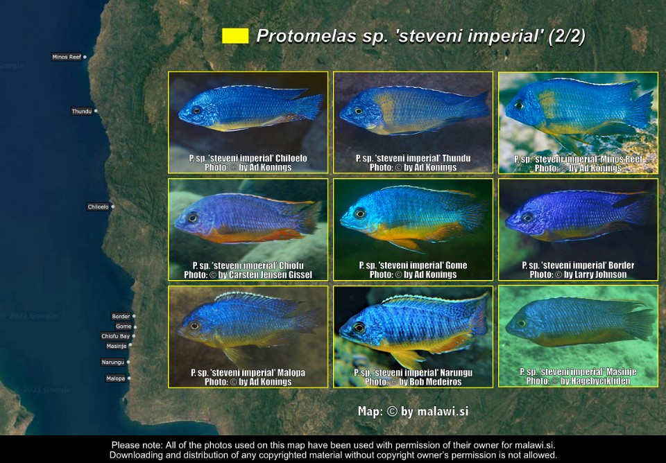 Protomelas sp. 'steveni imperial' (2/2)