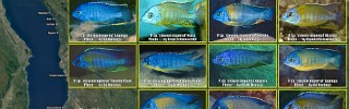 Protomelas sp steveni imperial 01.jpg