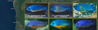 Protomelas sp steveni imperial 02.jpg