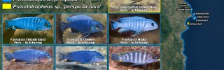 Pseudotropheus perspicax