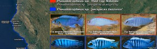 Pseudotropheus_perspicax_like_02.jpg