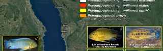 Pseudotropheus williamsi