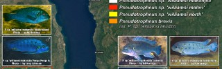 Pseudotropheus_williamsi_like_02.jpg