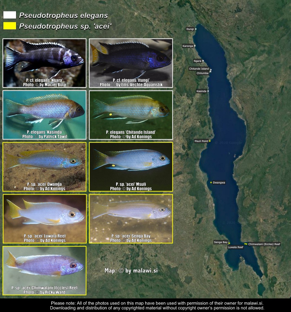Pseudotropheus elegans &<br>Pseudotropheus sp. 'acei'