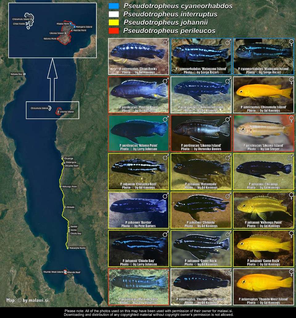 Pseudotropheus cyaneorhabdos, P. interruptus, P. johannii & P. perileucos