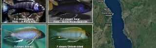 Pseudotropheus_acei_elegans.jpg