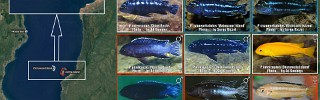 Pseudotropheus_cyaneorhabdos_interruptus_johannii.jpg