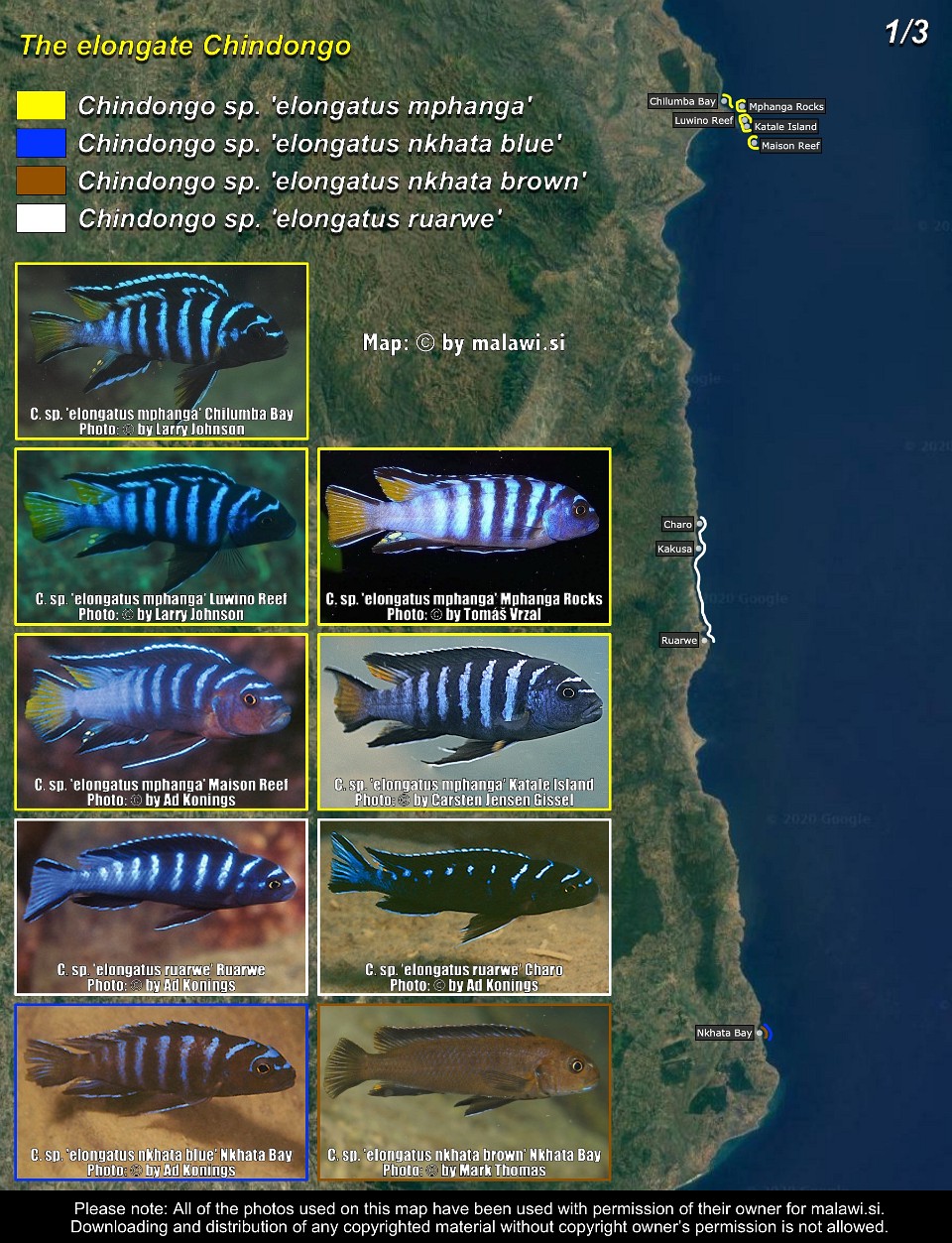 The elongate Chindongo (1/3)