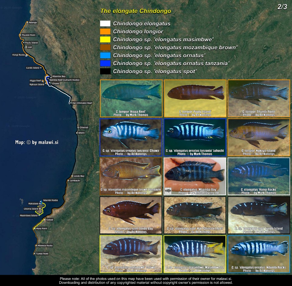 The elongate Chindongo (2/3)