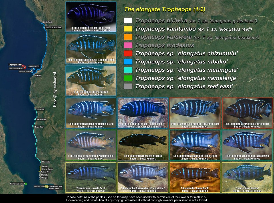 The elongate Tropheops (1/2)