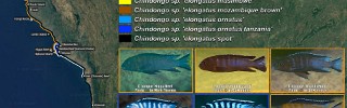 Chindongo elongatus group 02.jpg