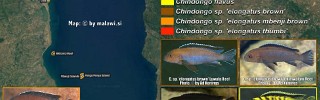Chindongo elongatus group 03.jpg