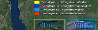 Cynotilapia elongatus group.jpg