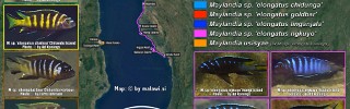 Maylandia elongatus group.jpg