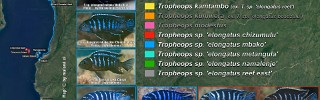 Tropheops elongate group