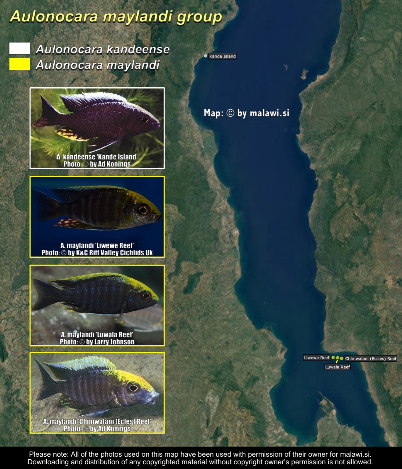Aulonocara maylandi group distribution map