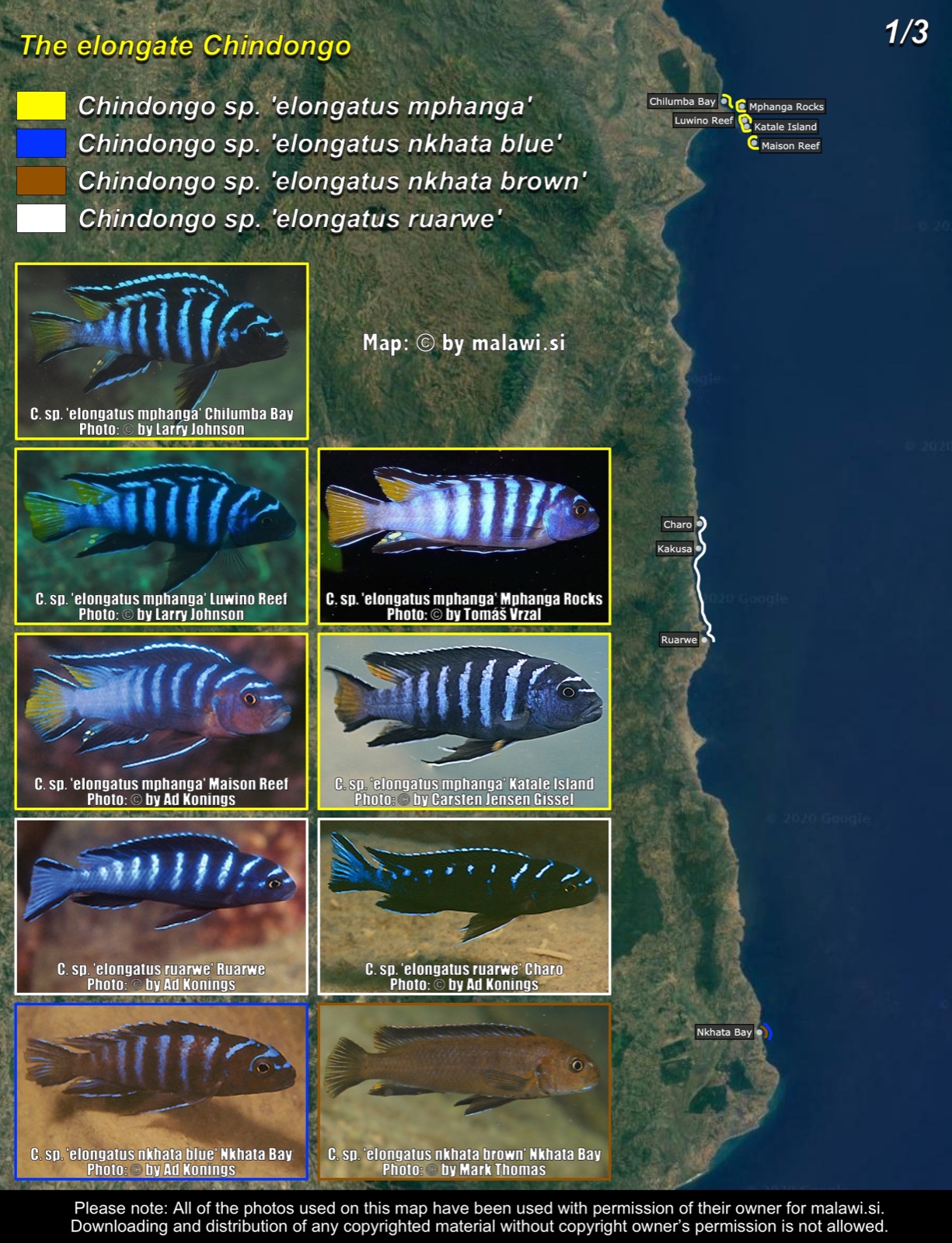 The elongate Chindongo (1/3) distribution map