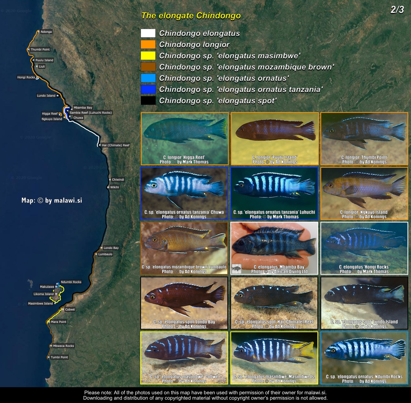 The elongate Chindongo (2/3) distribution map