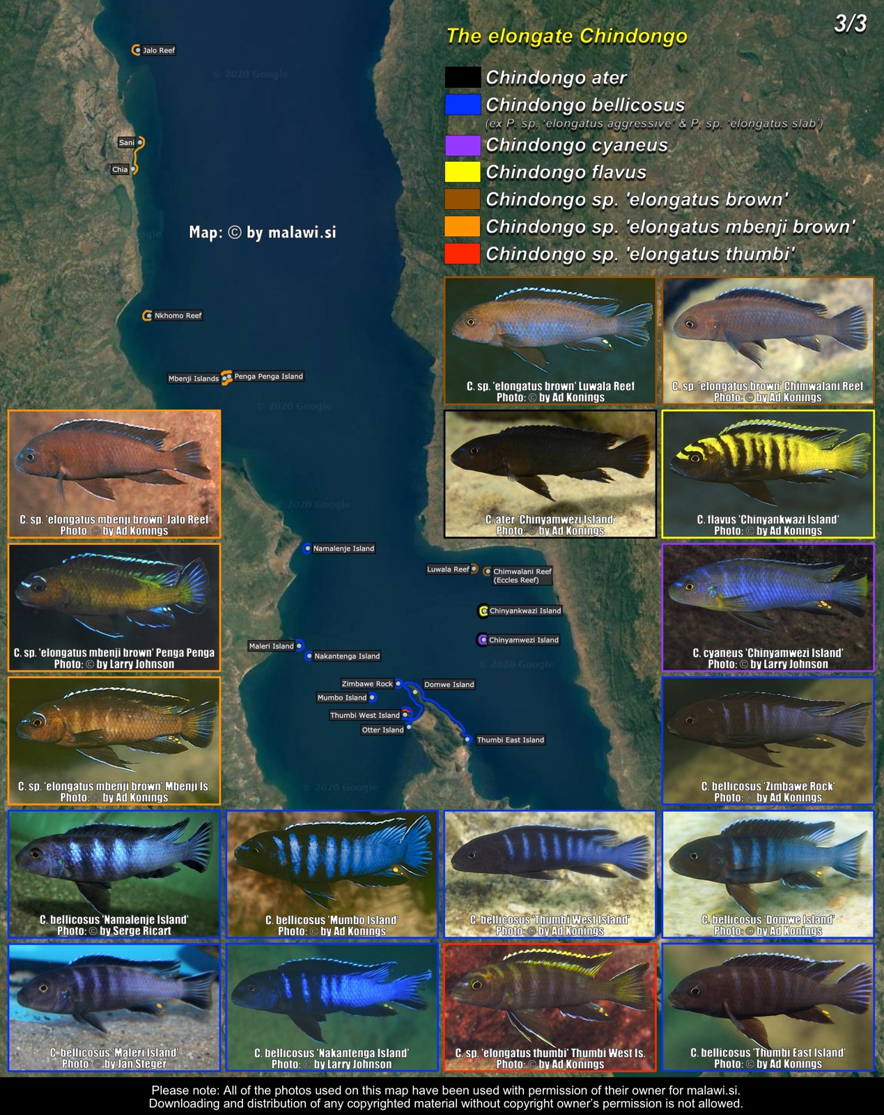 The elongate Chindongo (3/3) distribution map