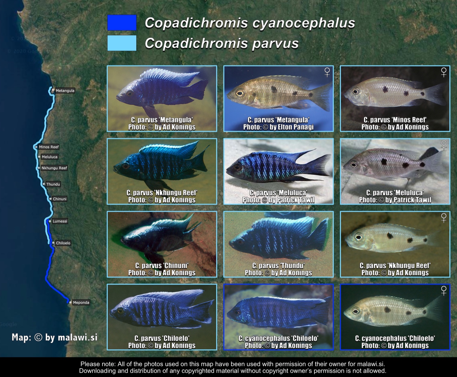 Copadichromis cyanocephalus distribution map