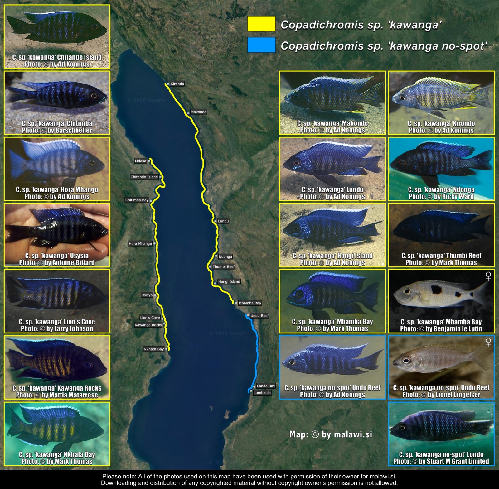 Copadichromis sp. 'kawanga' distribution map