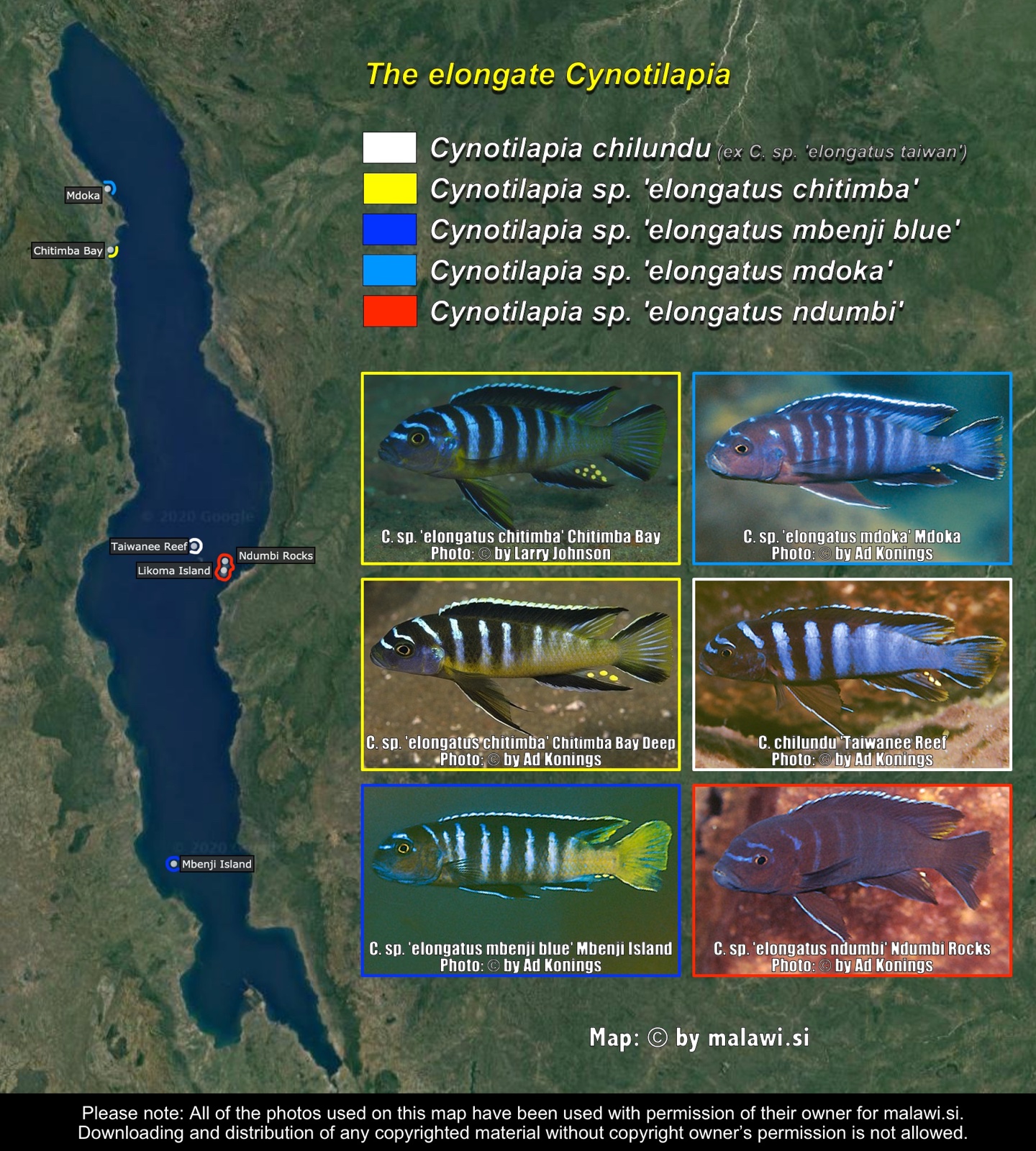 The elongate Cynotilapia distribution map