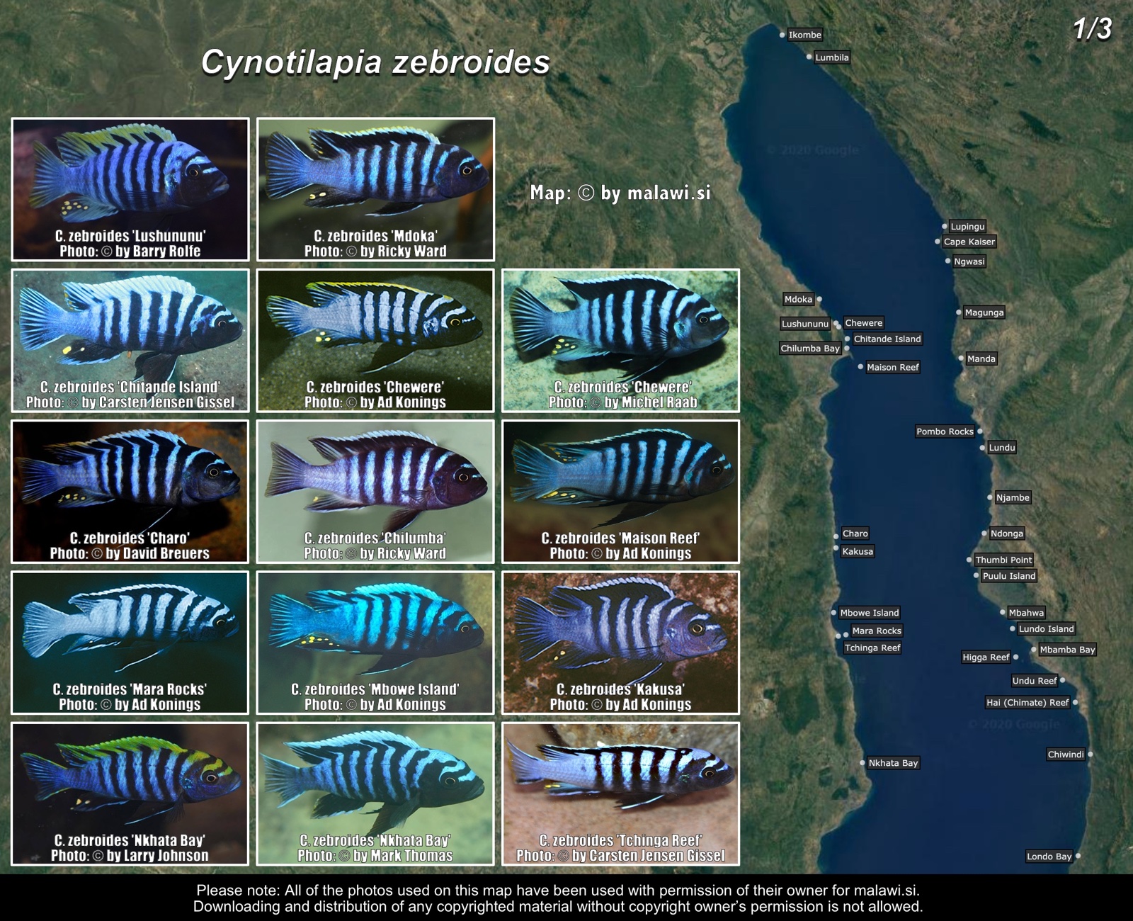Cynotilapia zebroides (1/3) distribution map