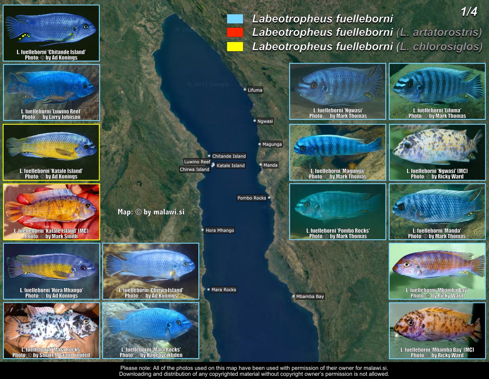 Labeotropheus fuelleborni (1/4) distribution map