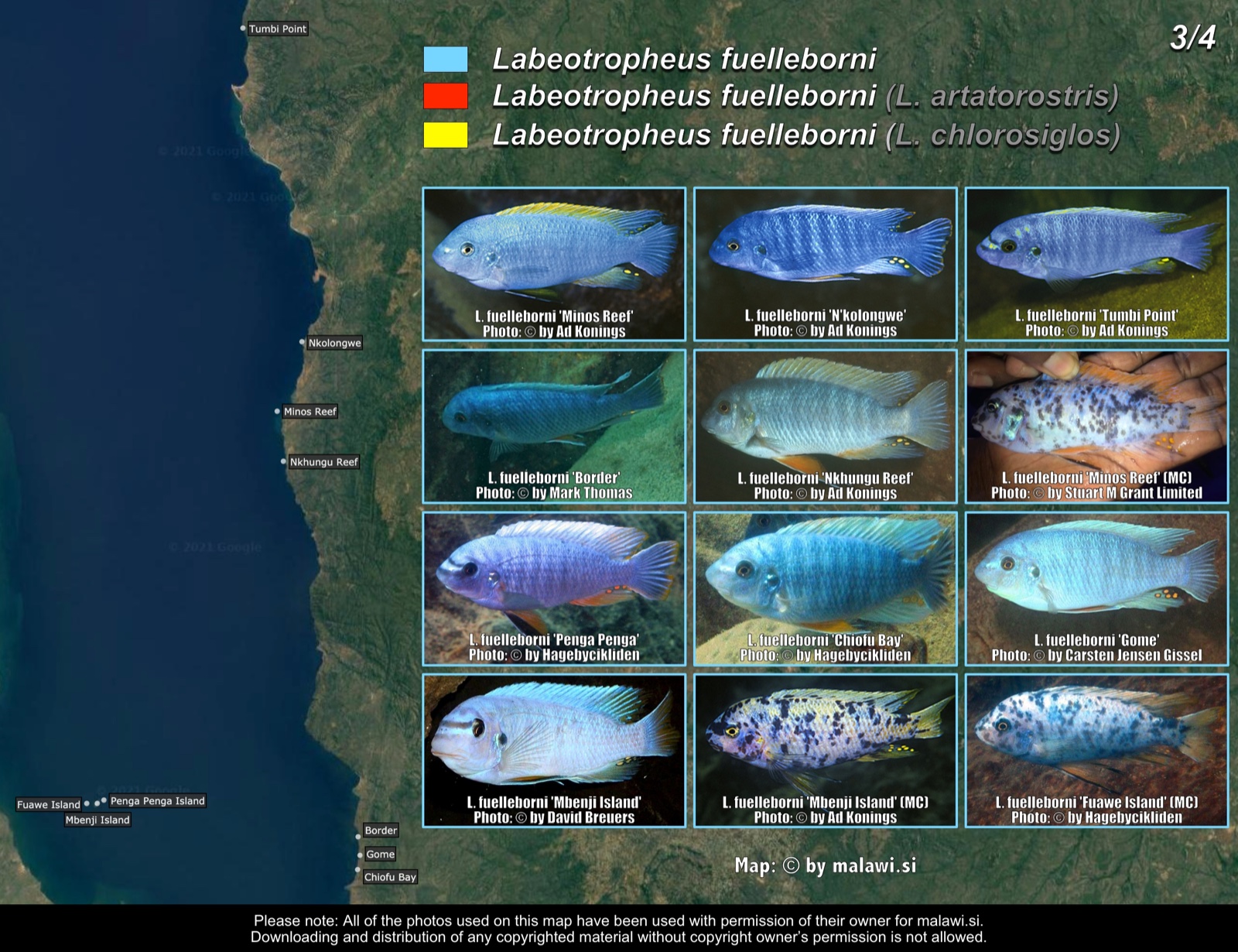 Labeotropheus fuelleborni (3/4) distribution map