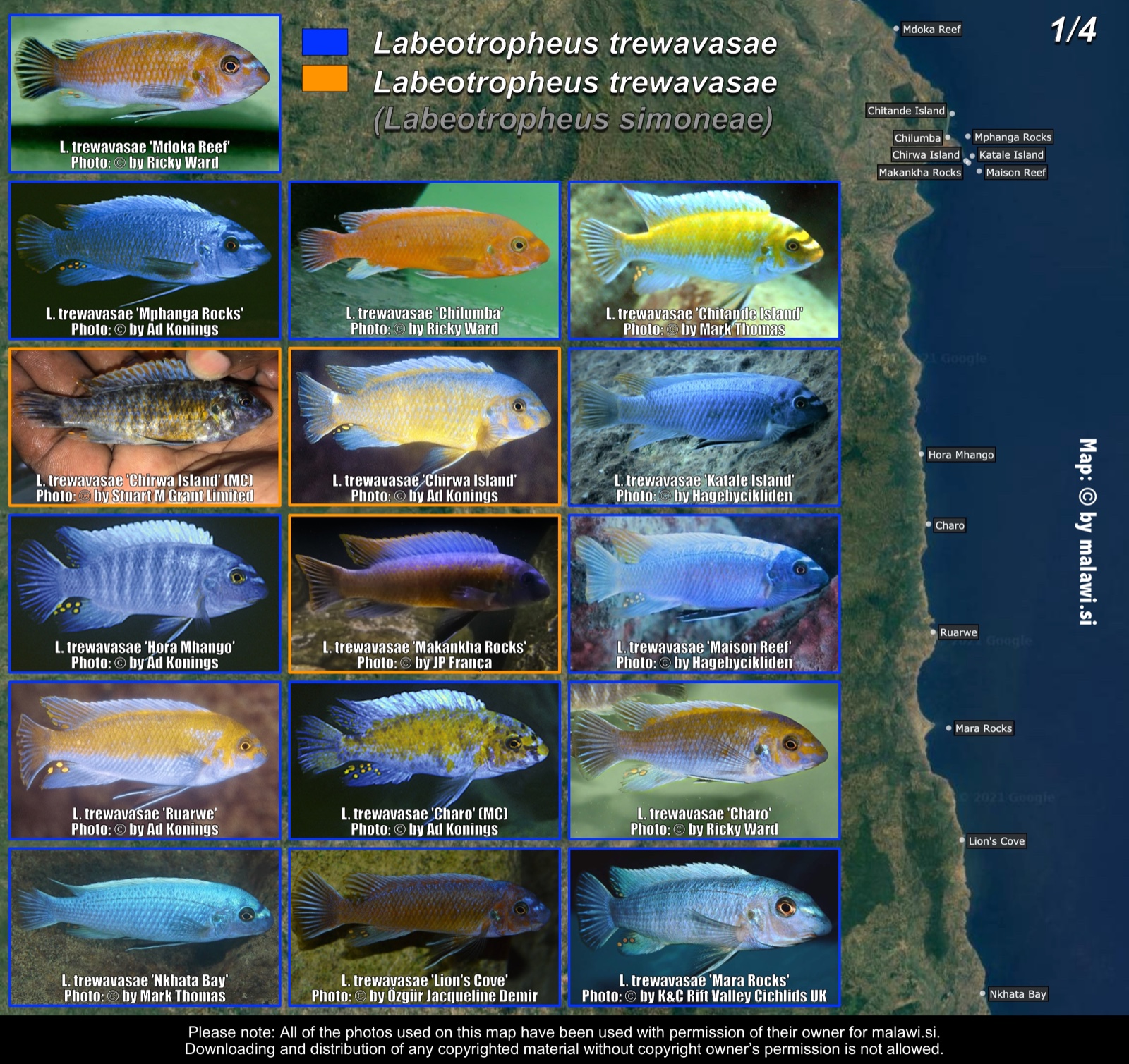 Labeotropheus trewavasae (1/4) distribution map