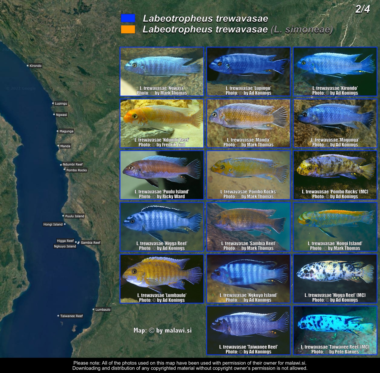 Labeotropheus trewavasae (2/4) distribution map