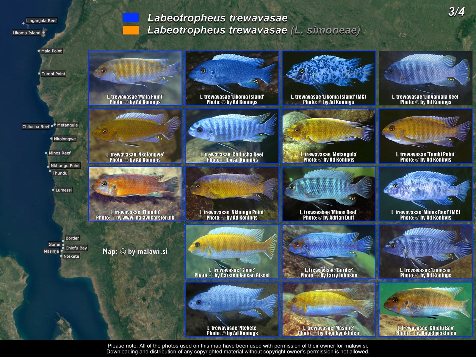 Labeotropheus trewavasae (3/4) distribution map