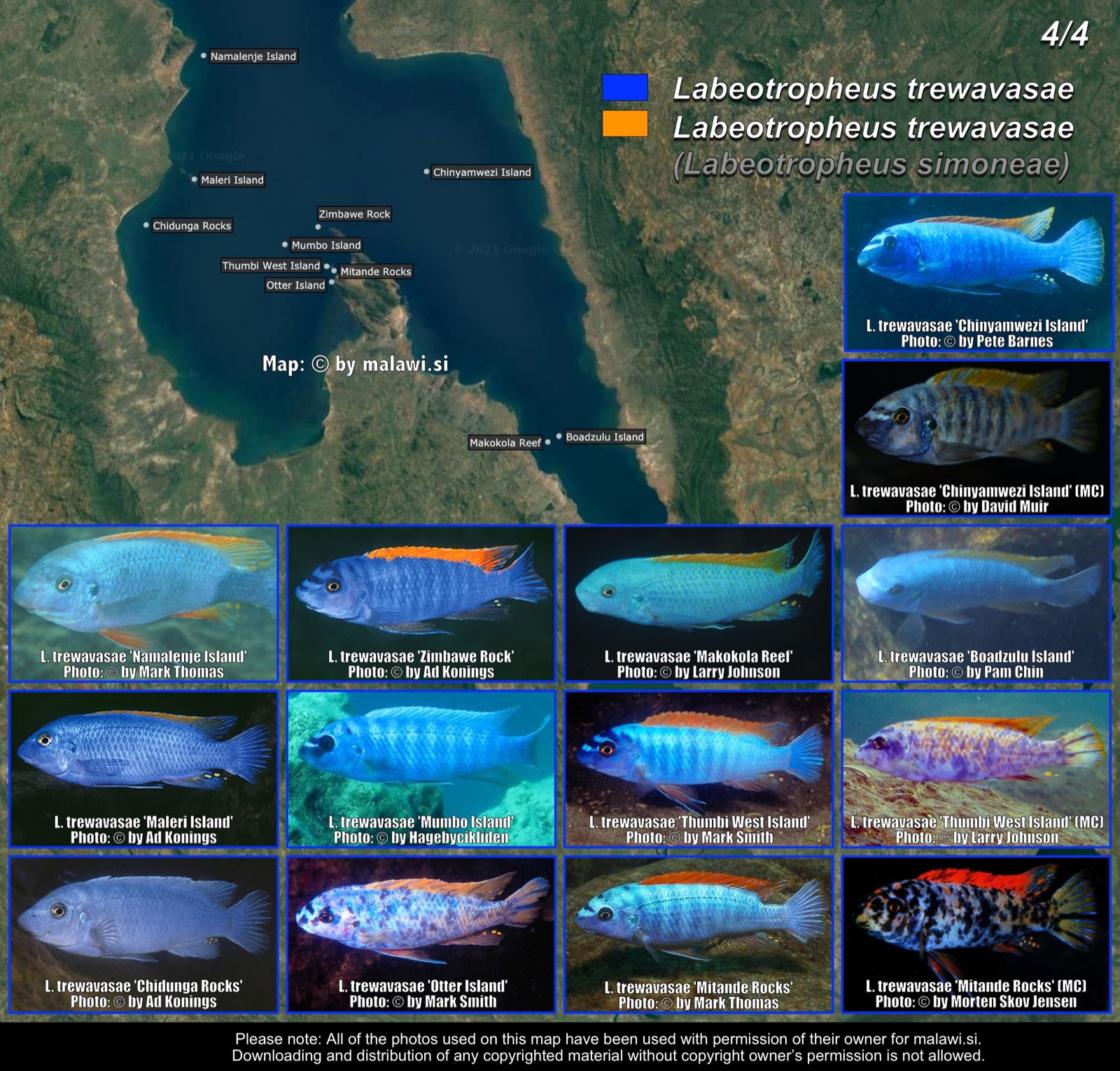 Labeotropheus trewavasae (4/4) distribution map
