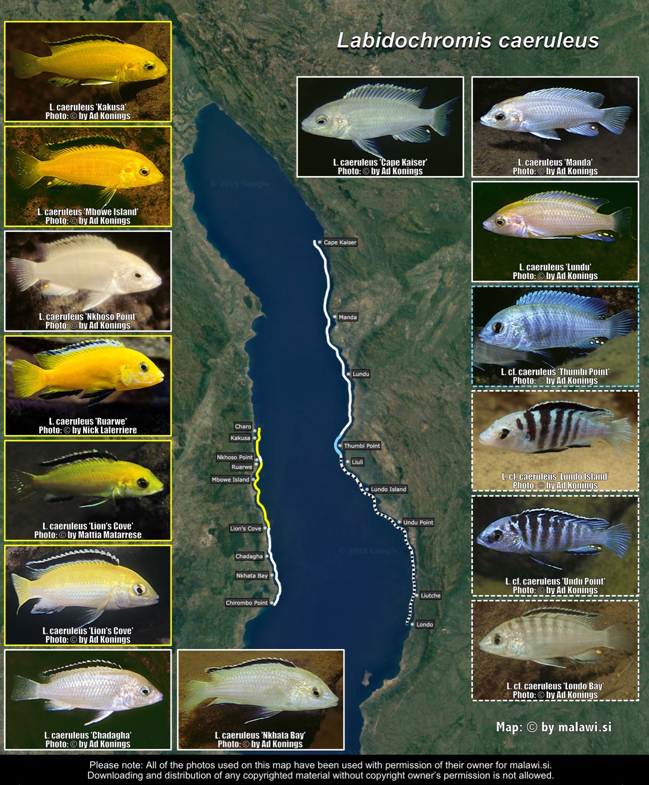 Labidochromis caeruleus distribution map