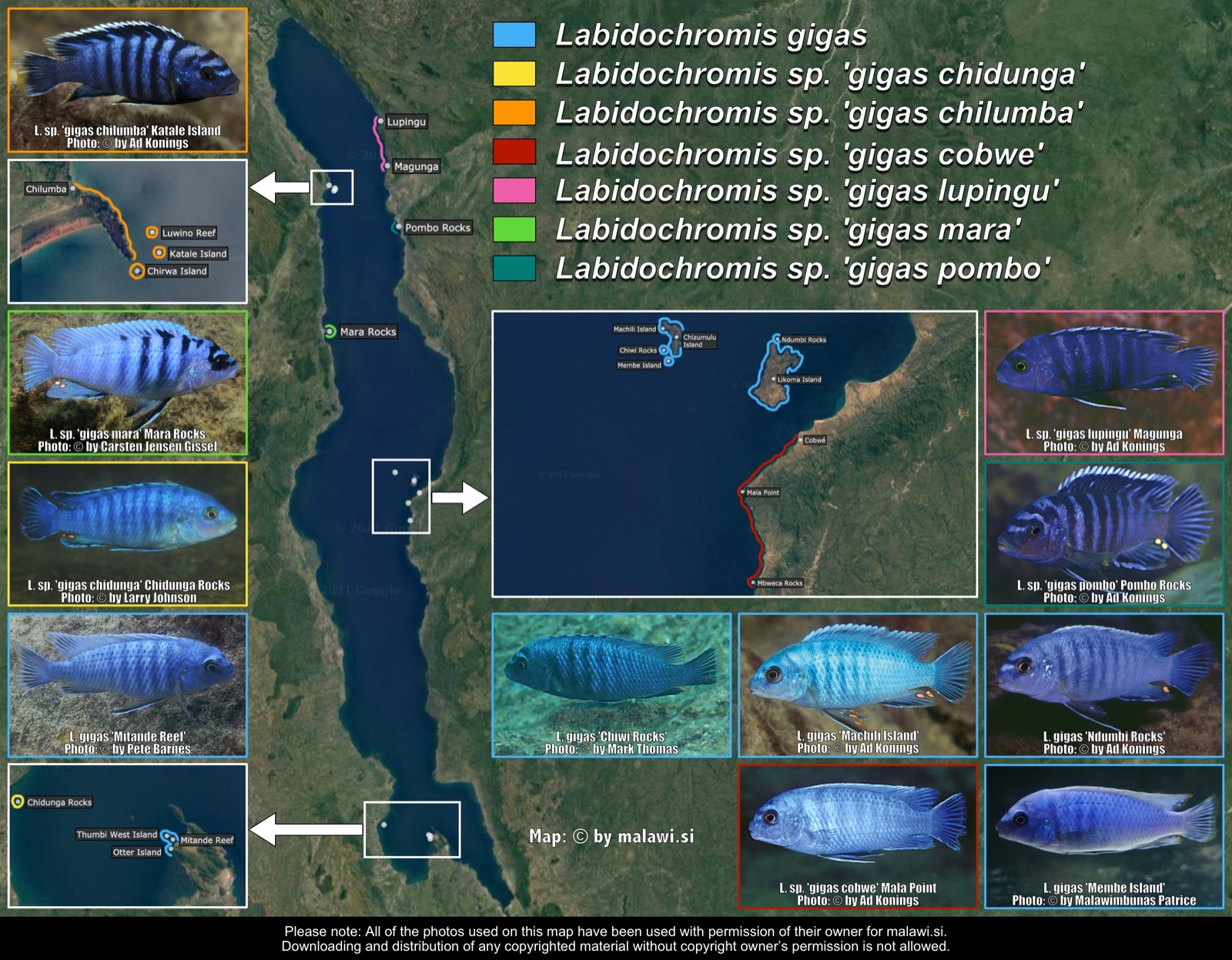 Labidochromis gigas group distribution map