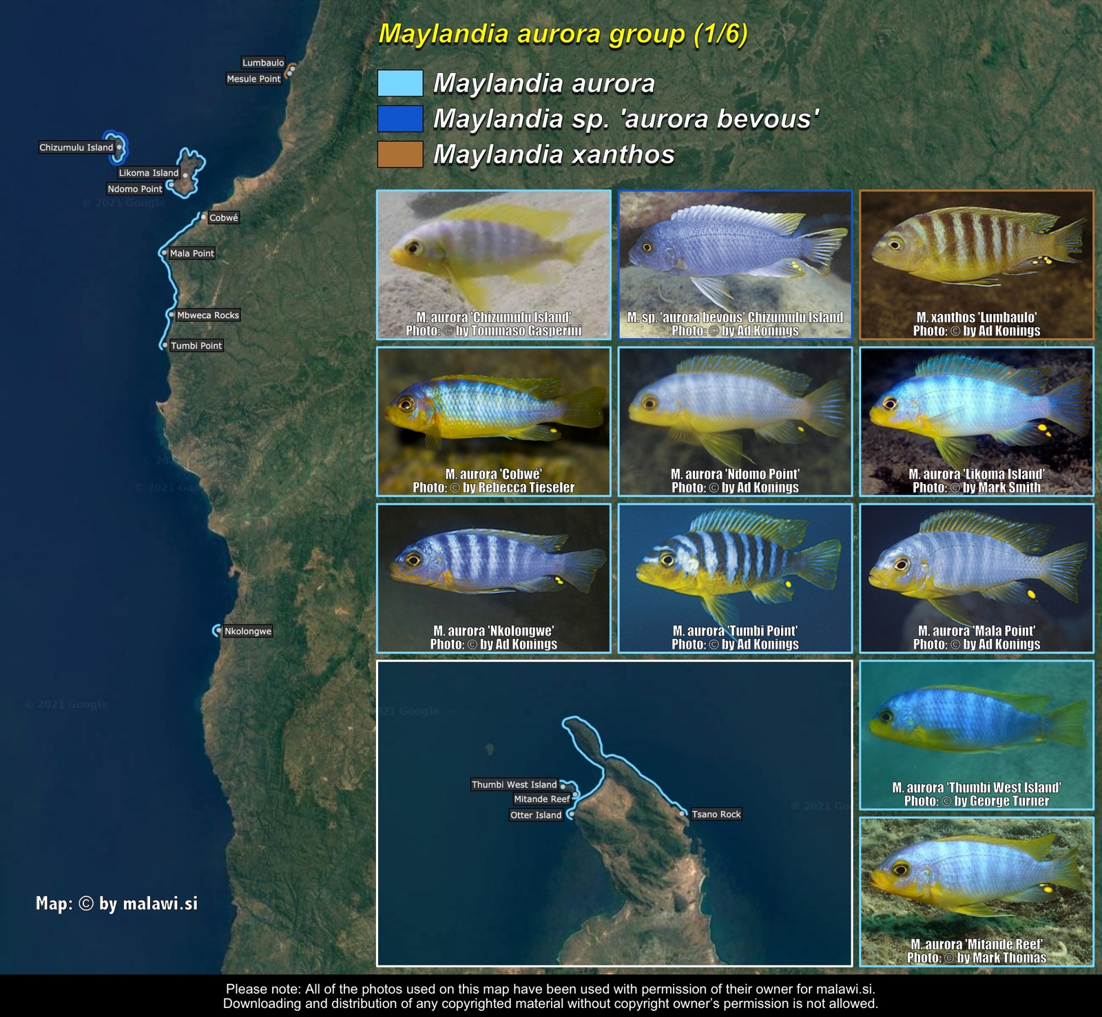 Maylandia aurora group (1/6) distribution map
