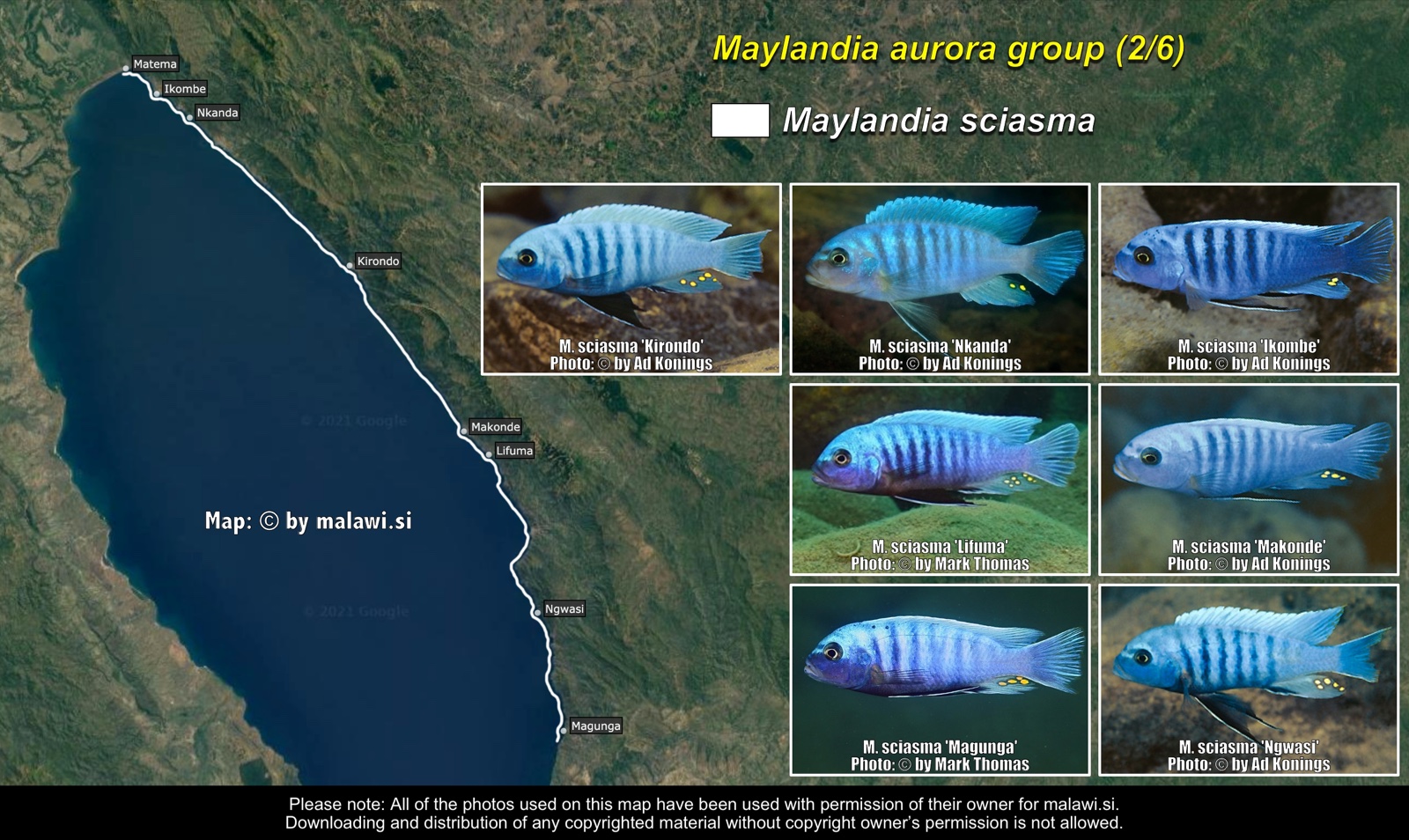 Maylandia aurora group (2/6) distribution map