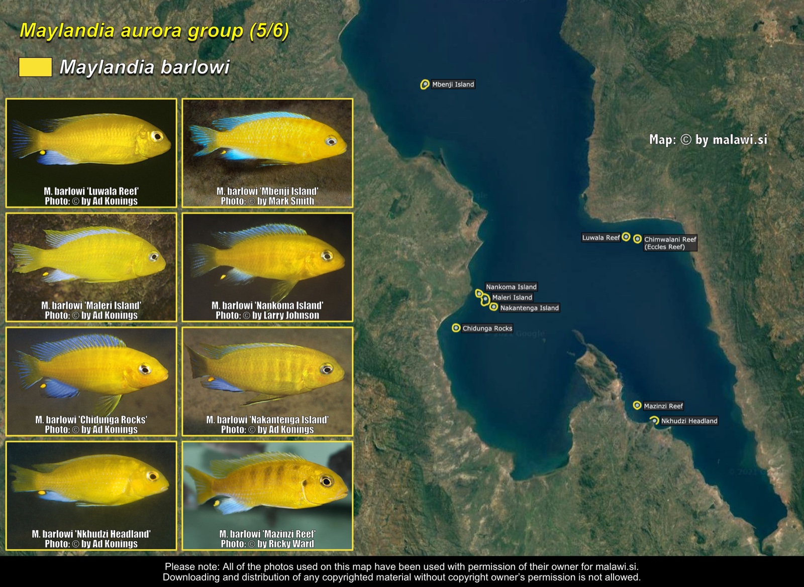 Maylandia aurora group (5/6) distribution map