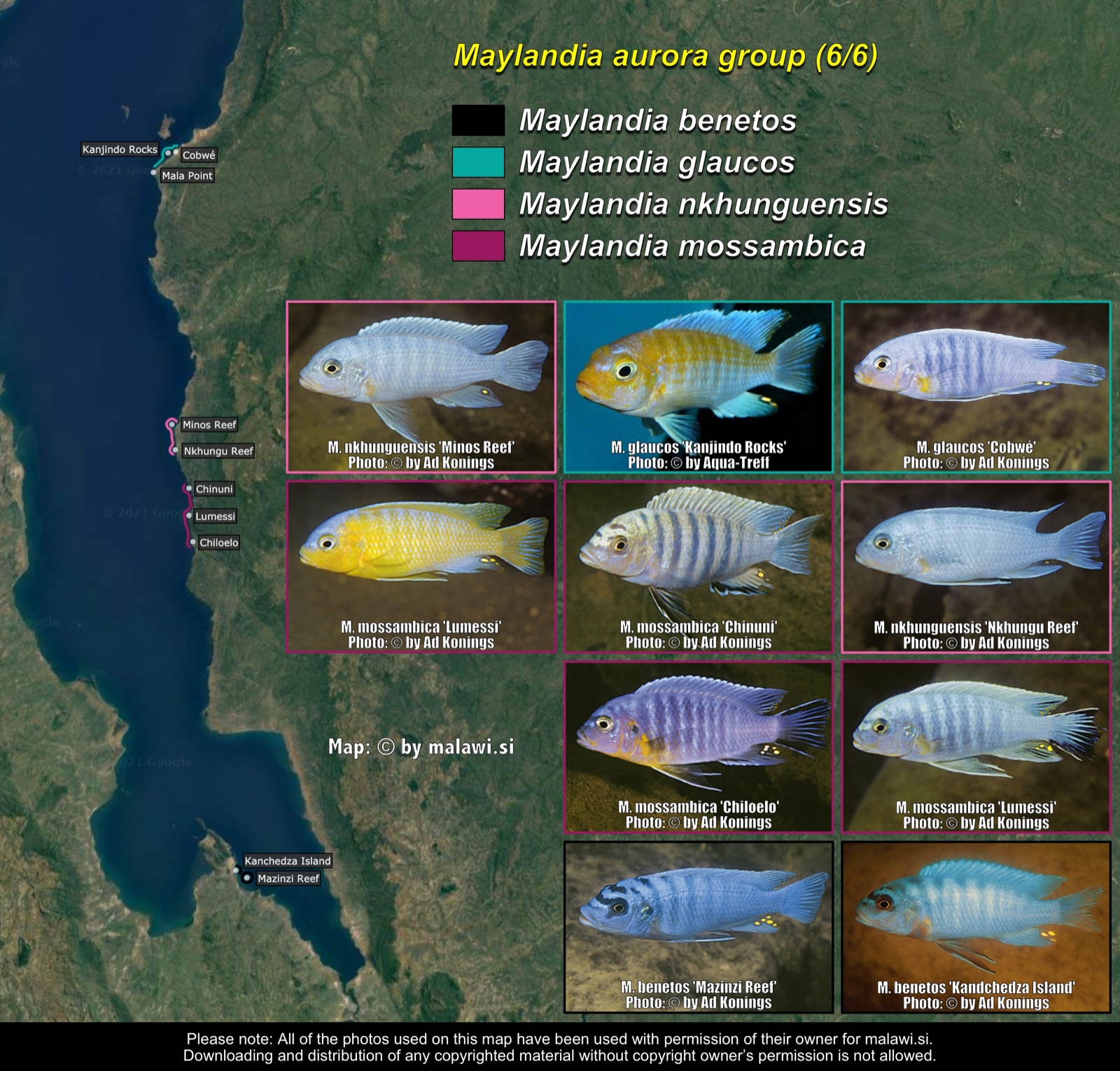 Maylandia aurora group (6/6) distribution map
