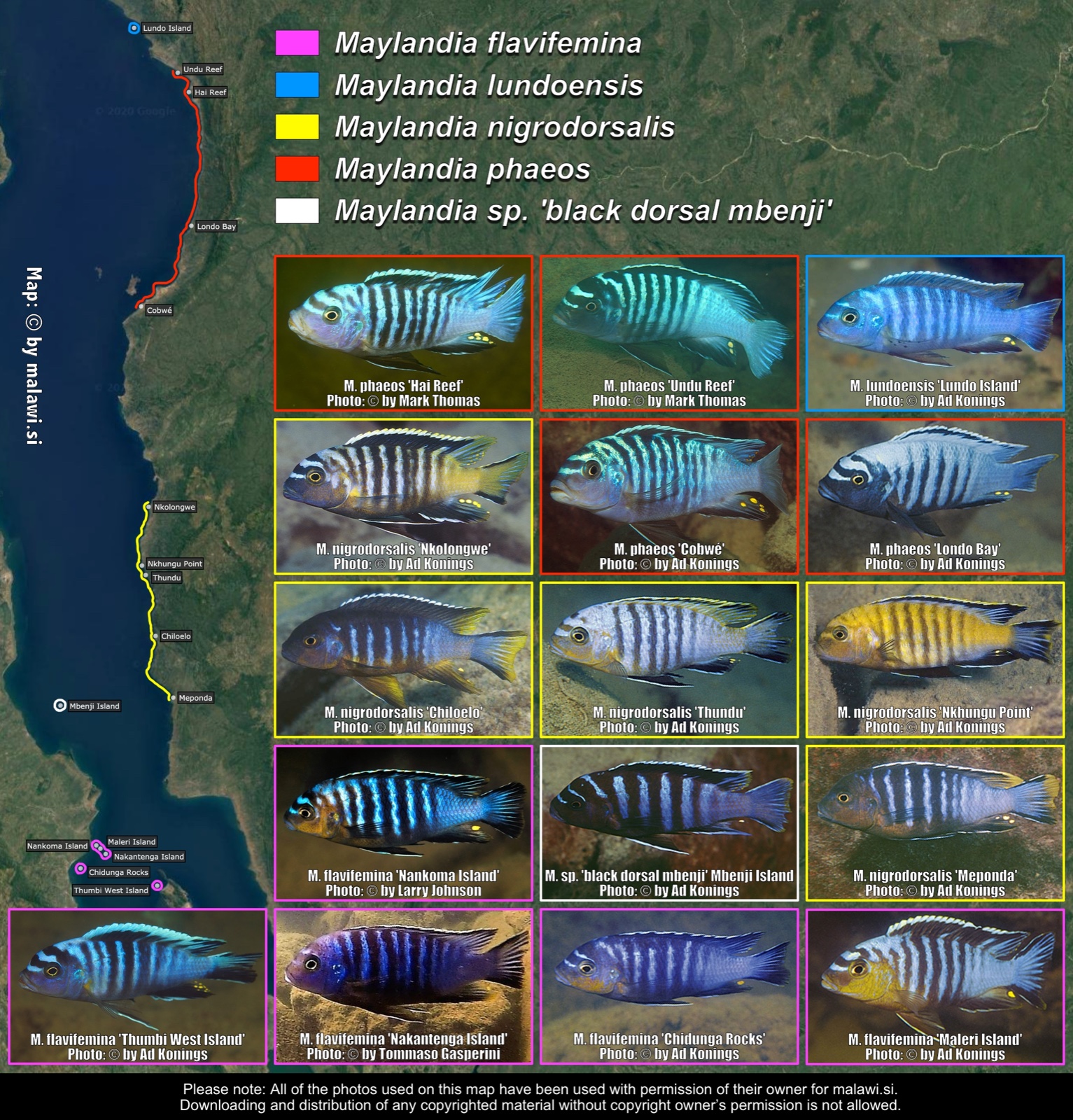 Maylandia black-dorsal group distribution map