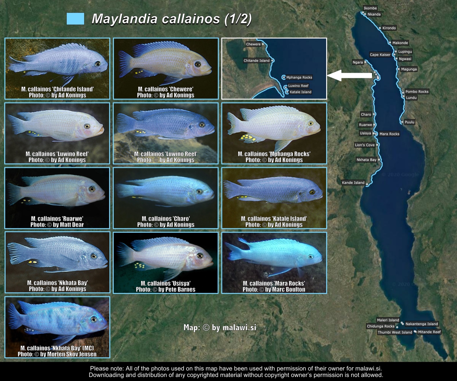 Maylandia callainos (1/2) distribution map