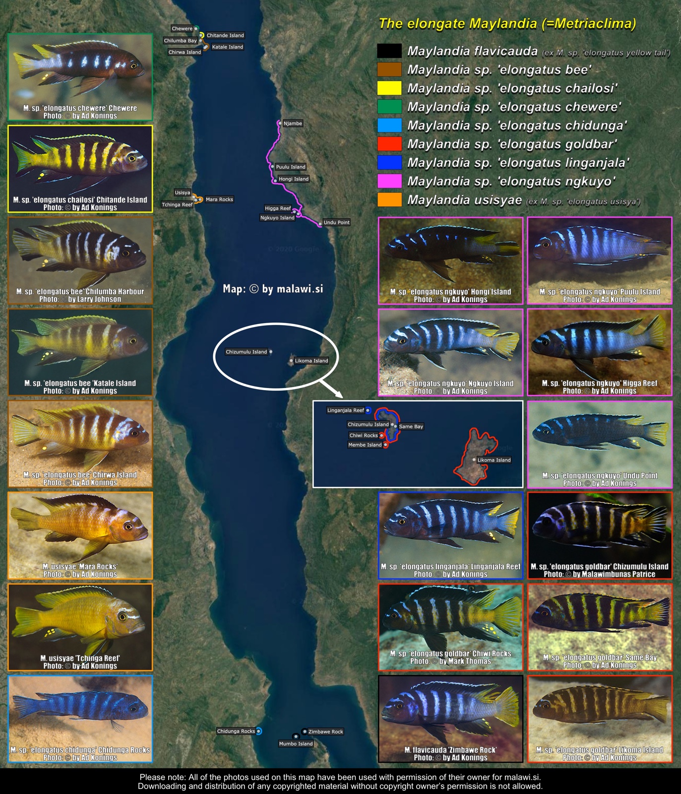 The elongate Maylandia (=Metriaclima) distribution map
