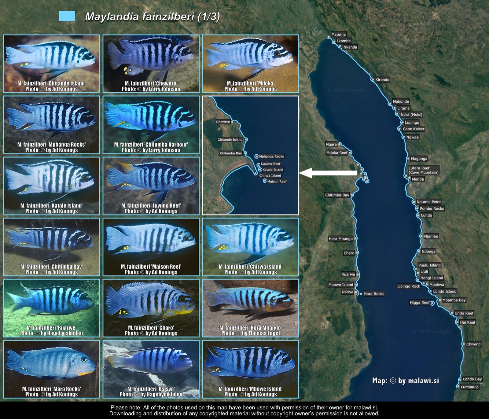 Maylandia fainzilberi (1/3) distribution map