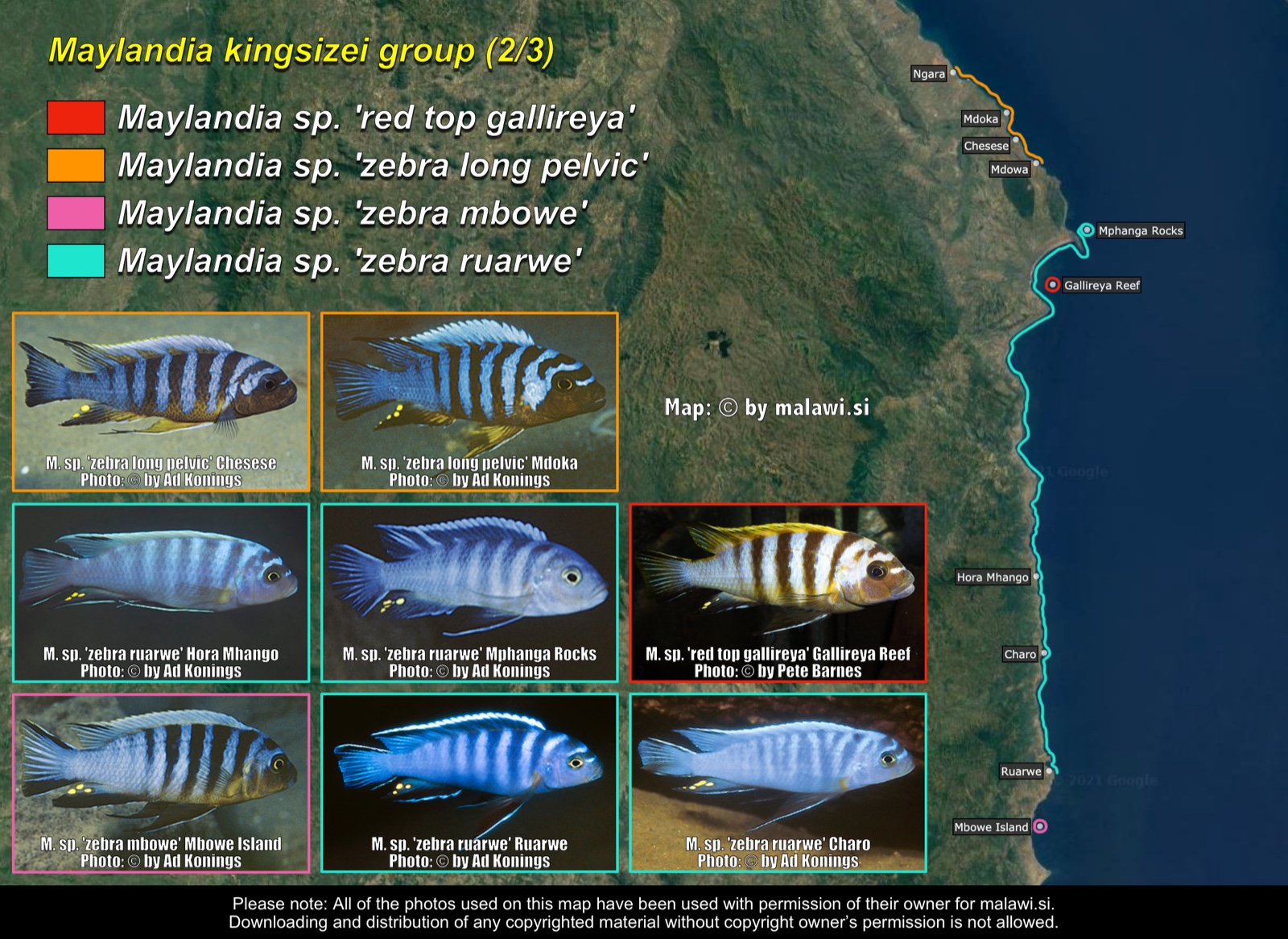 Maylandia kingsizei group (2/3) distribution map