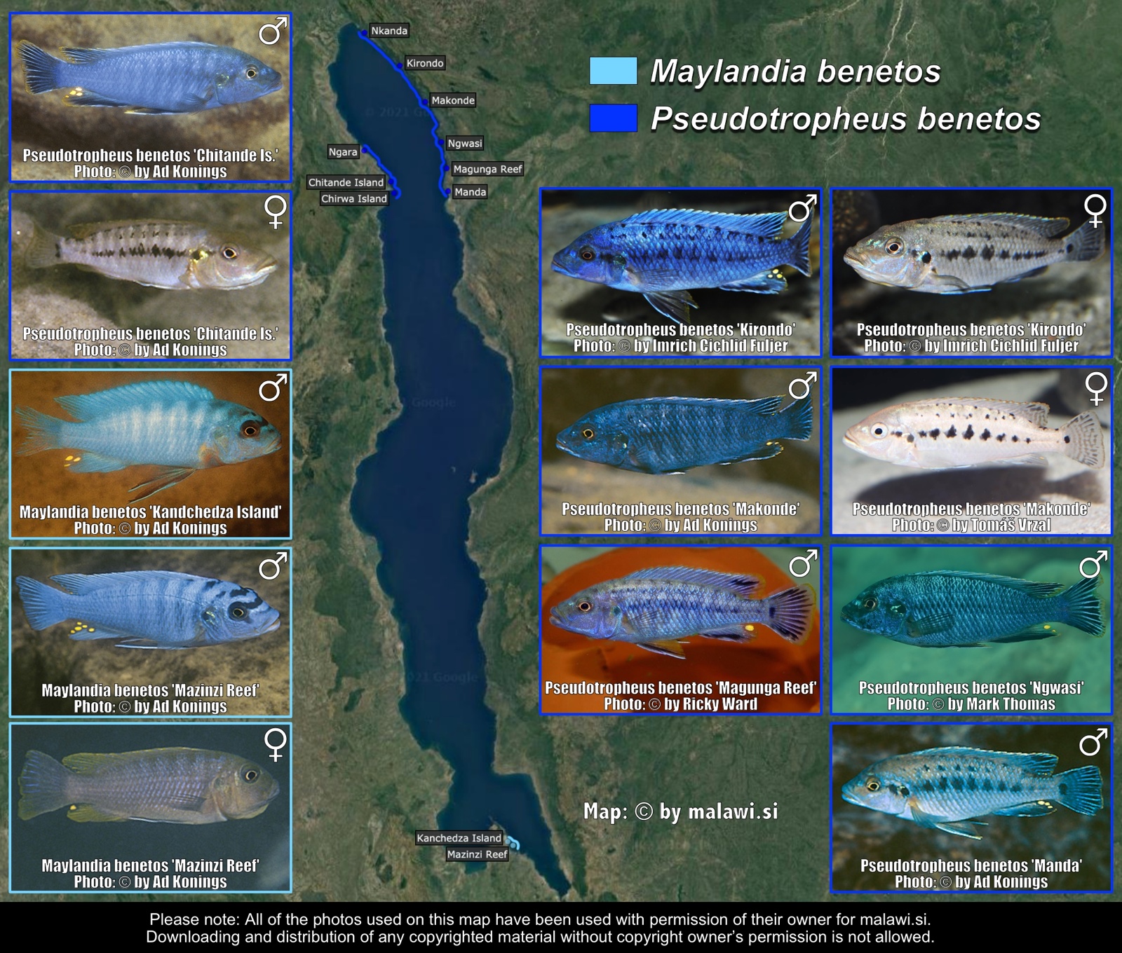 Maylandia benetos & Pseudotropheus benetos distribution map