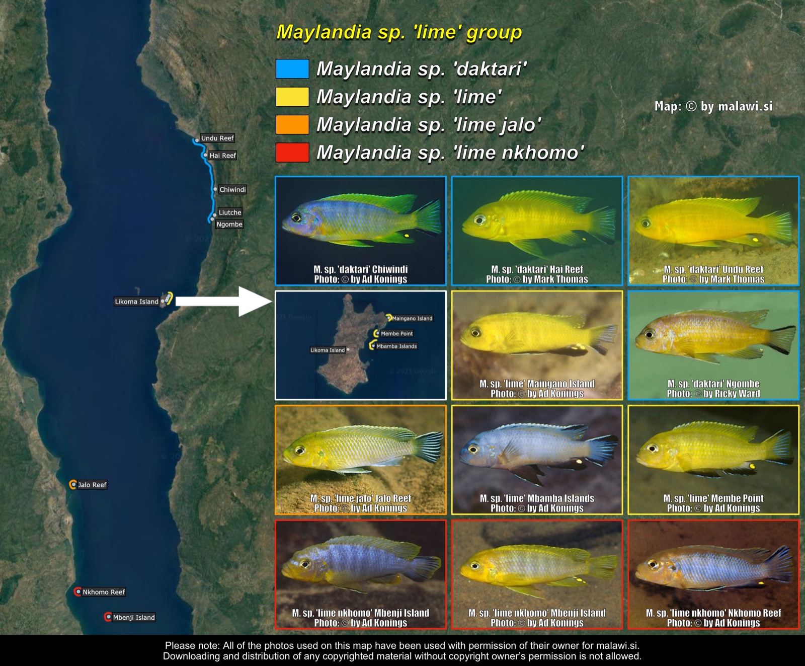 Maylandia sp. 'lime' group distribution map