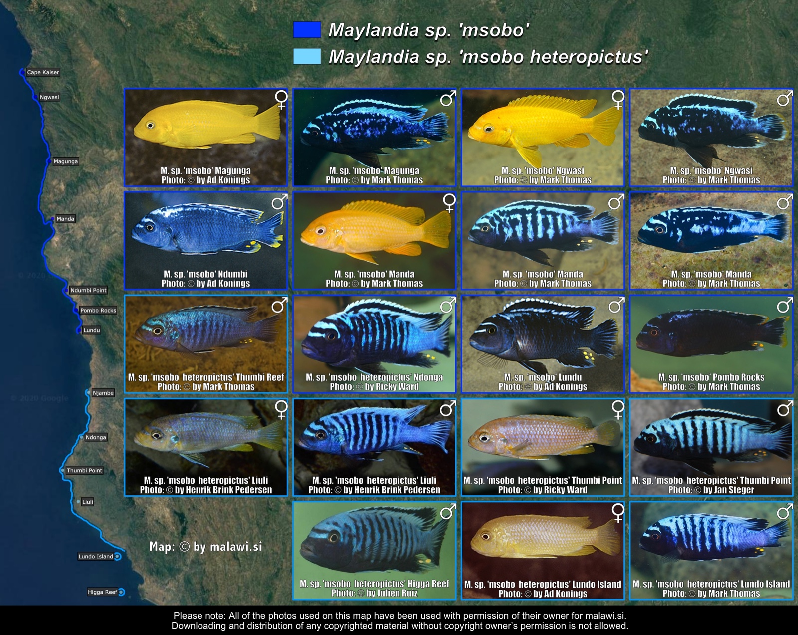 Maylandia sp. 'msobo' & Maylandia sp. 'msobo heteropictus' distribution map
