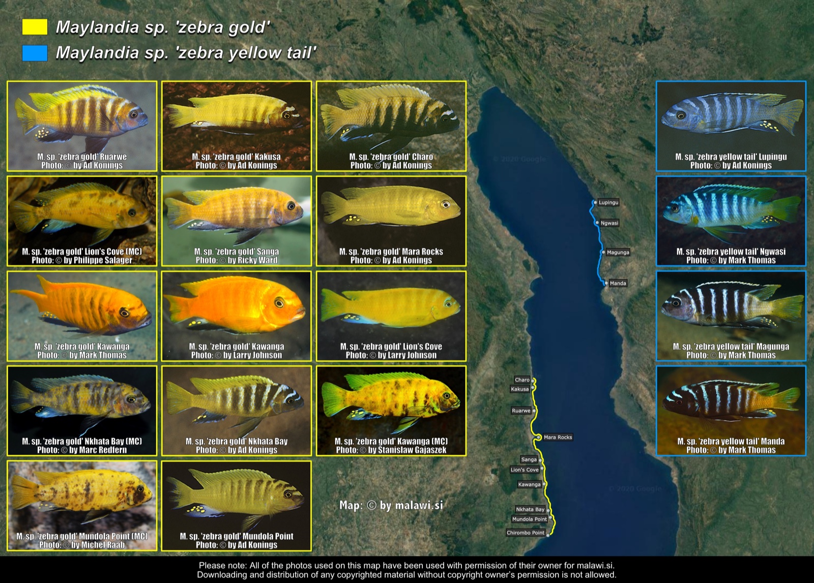 Maylandia sp. 'zebra gold' distribution map