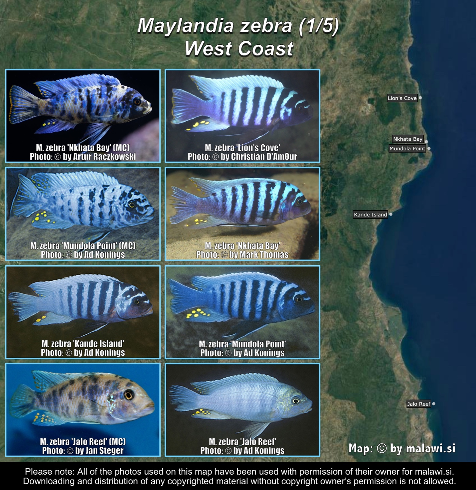Maylandia zebra (1/5) distribution map