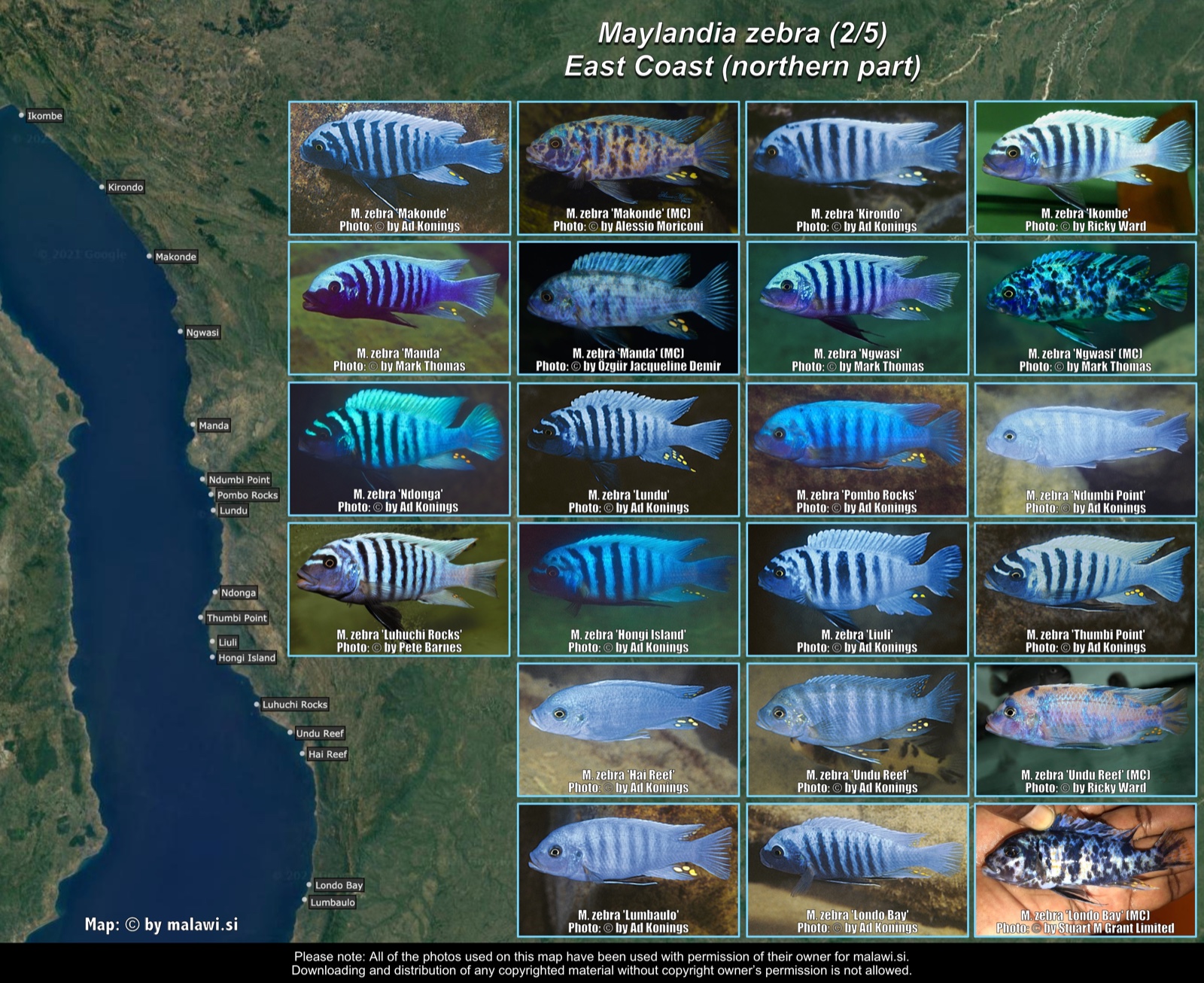 Maylandia zebra (2/5) distribution map